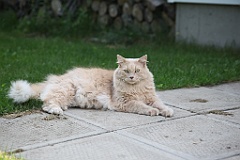 C5D_131058