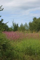4L4C9376