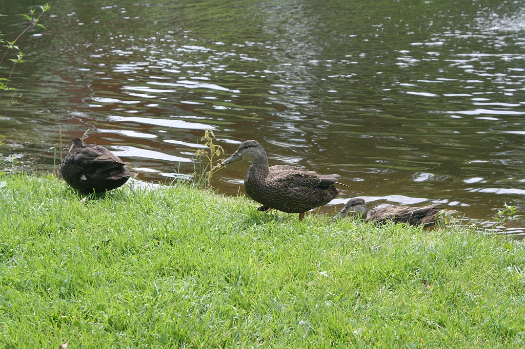 IMG_000036.JPG