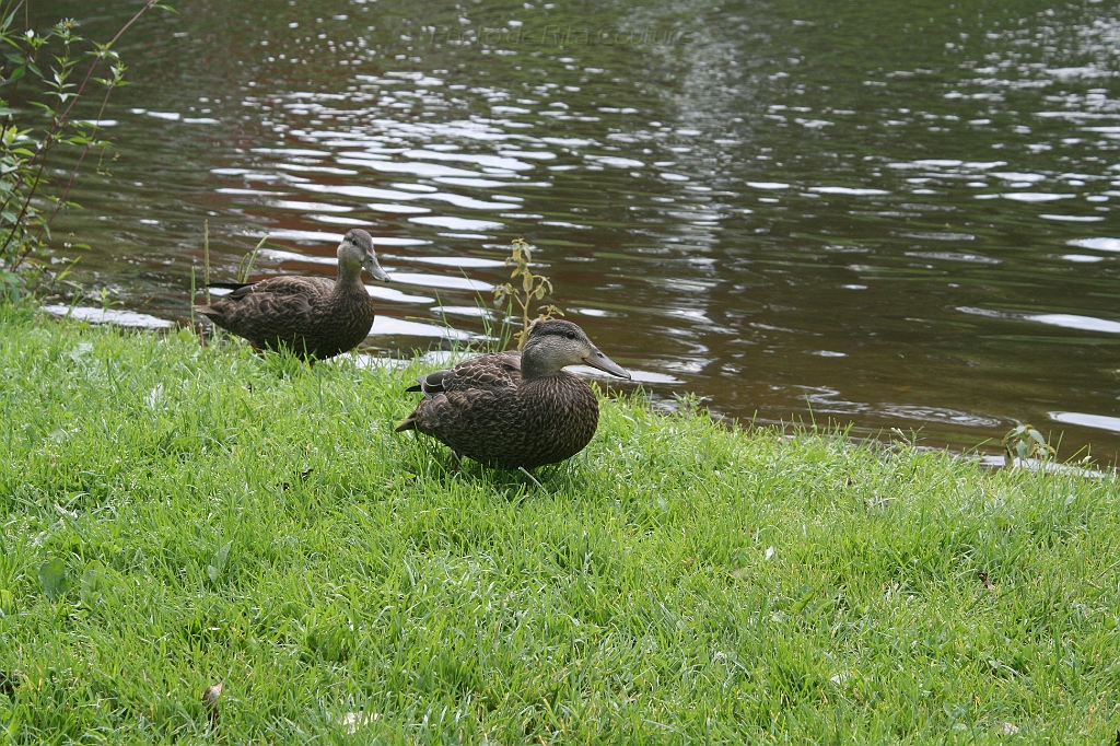 IMG_000043.JPG