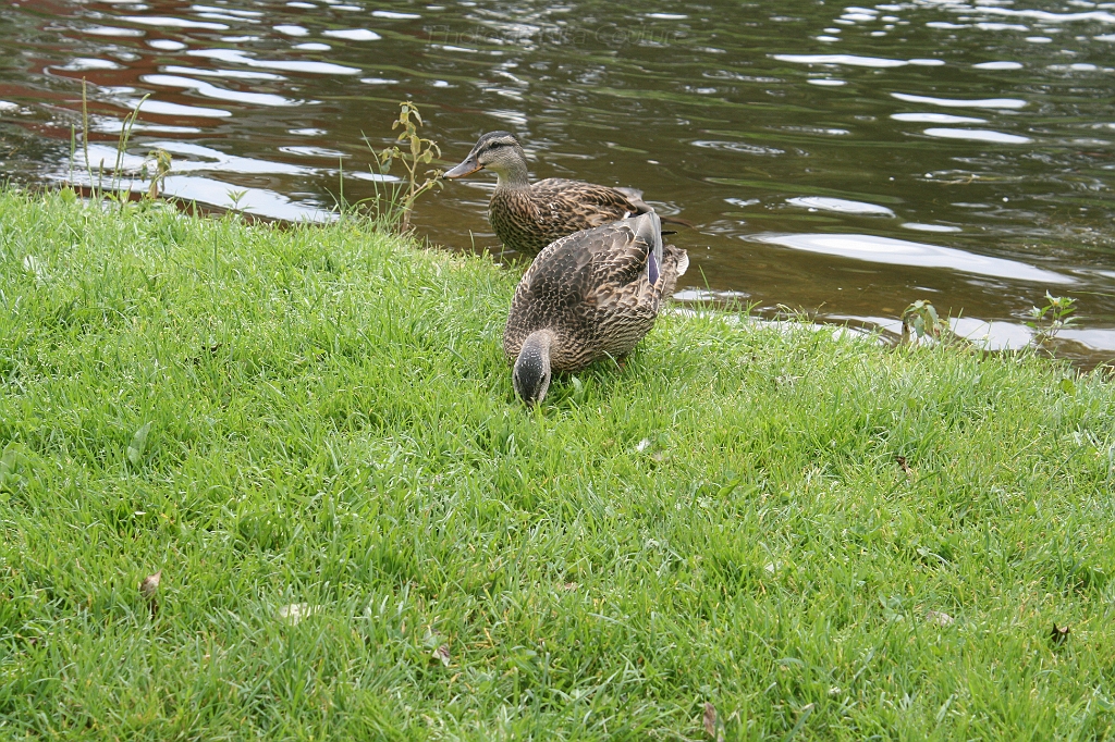 IMG_000052.JPG