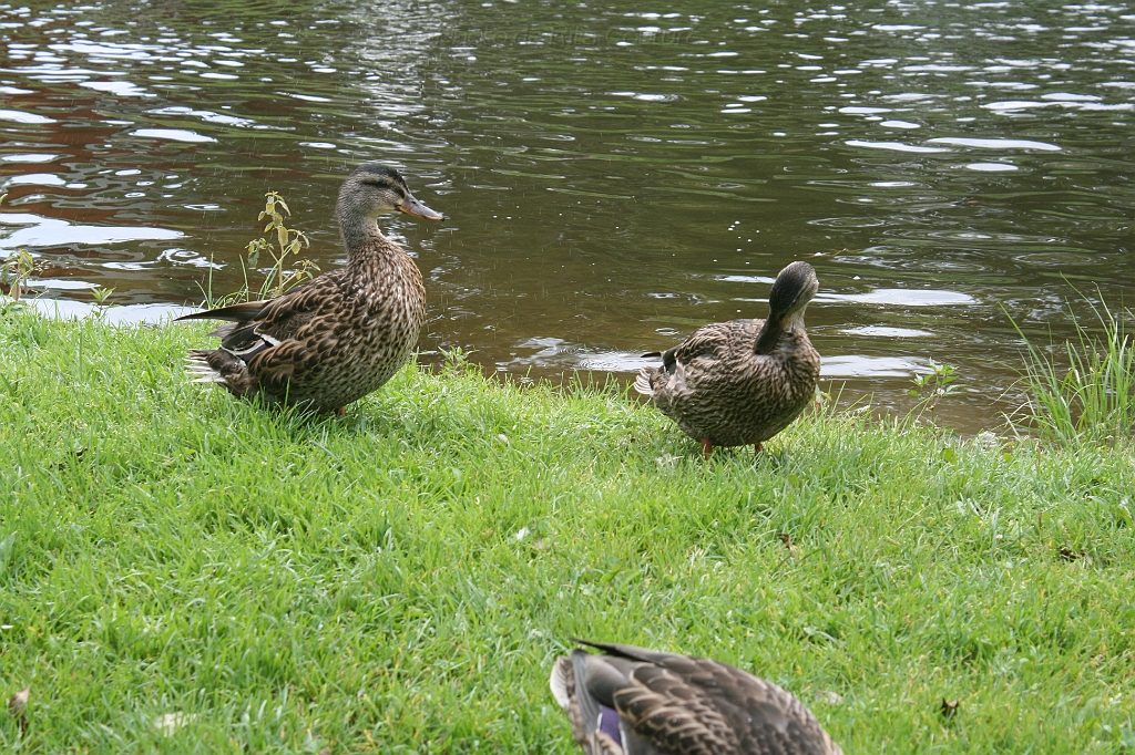 IMG_000055.JPG