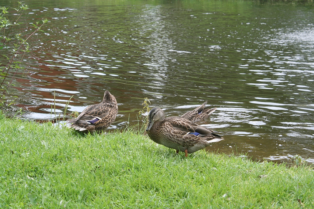 IMG_000059.JPG