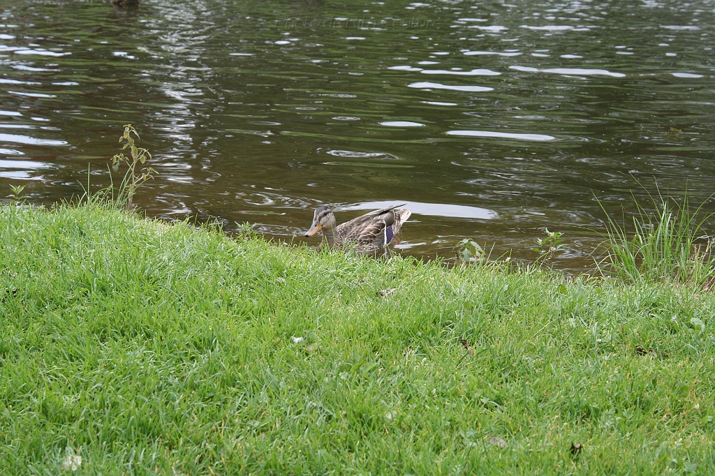 IMG_000061.JPG