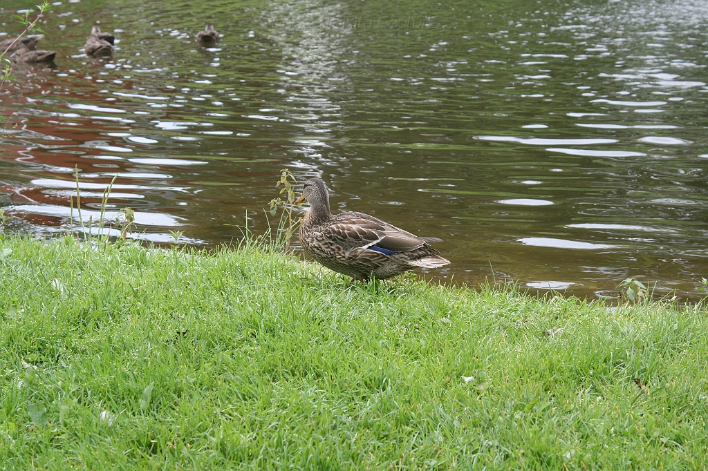 IMG_000062.JPG