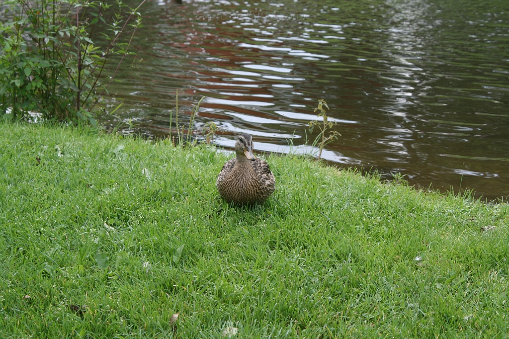 IMG_000063.JPG