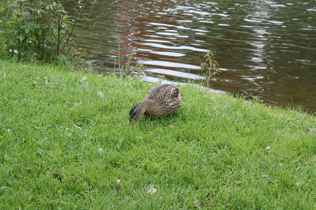 IMG_000064.JPG