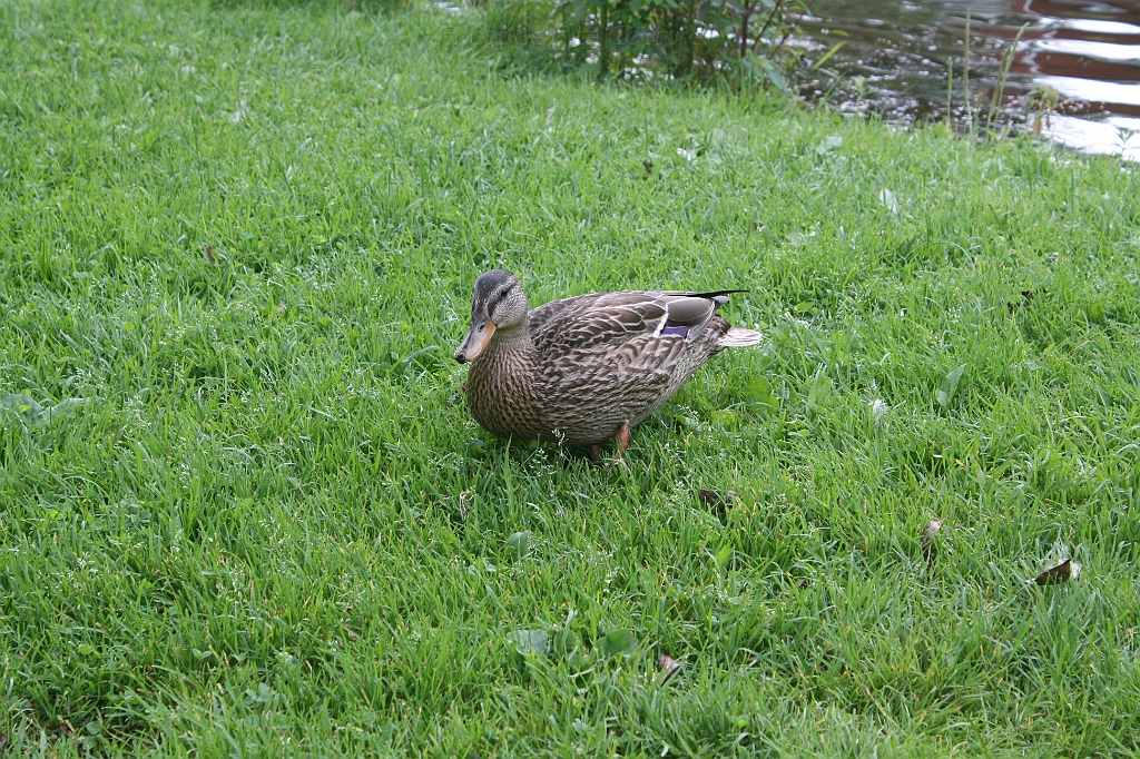 IMG_000074.JPG