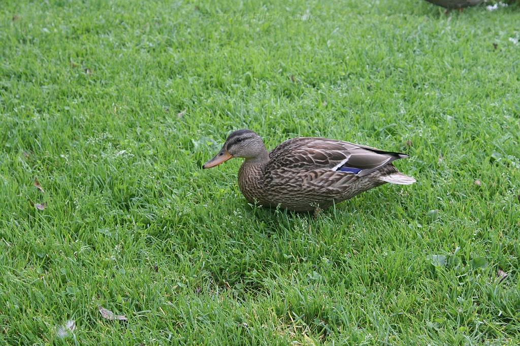 IMG_000080.JPG