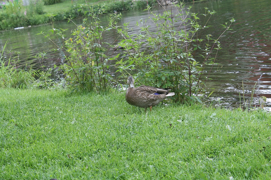 IMG_000081.JPG