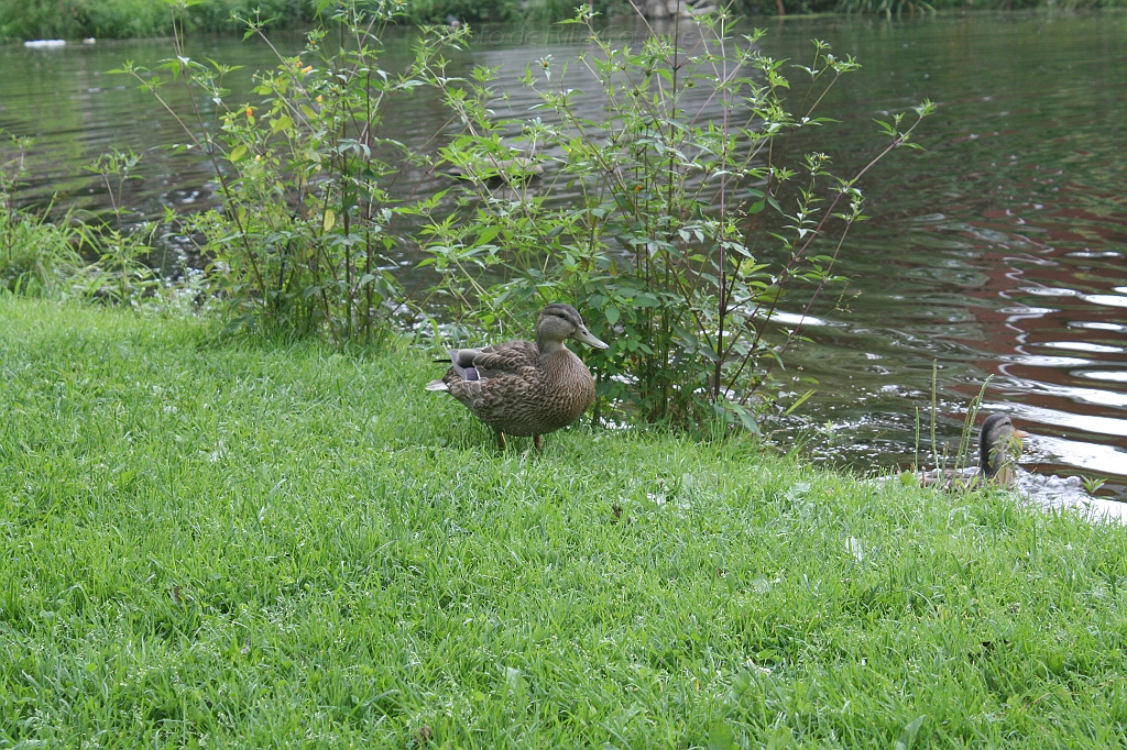 IMG_000087.JPG