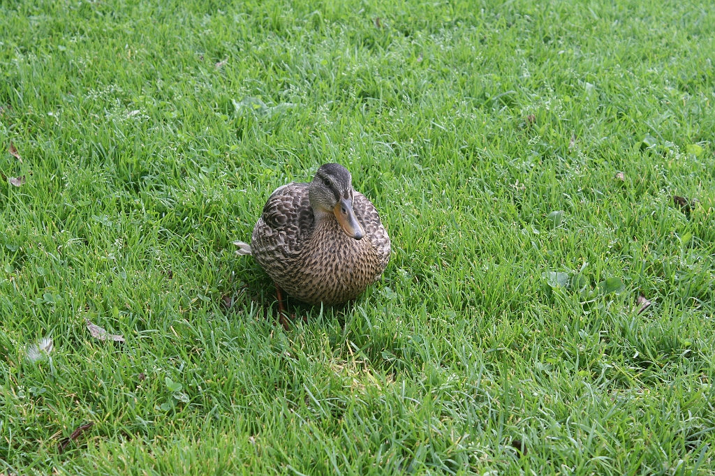 IMG_000088.JPG