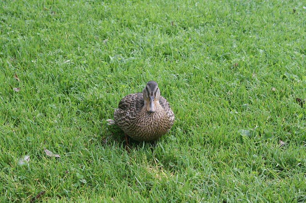 IMG_000093.JPG