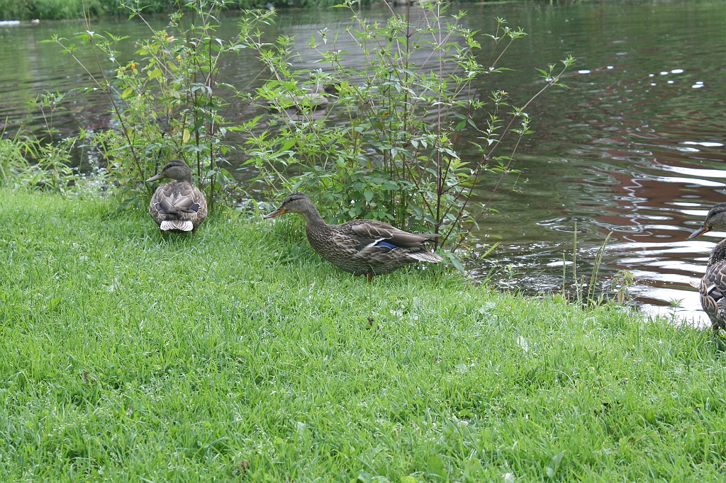IMG_000096.JPG