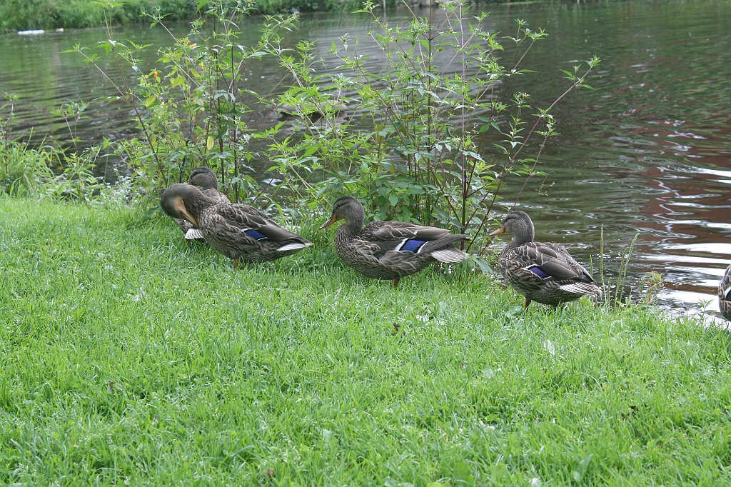 IMG_000098.JPG