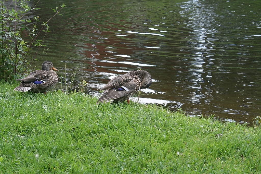 IMG_000113.JPG