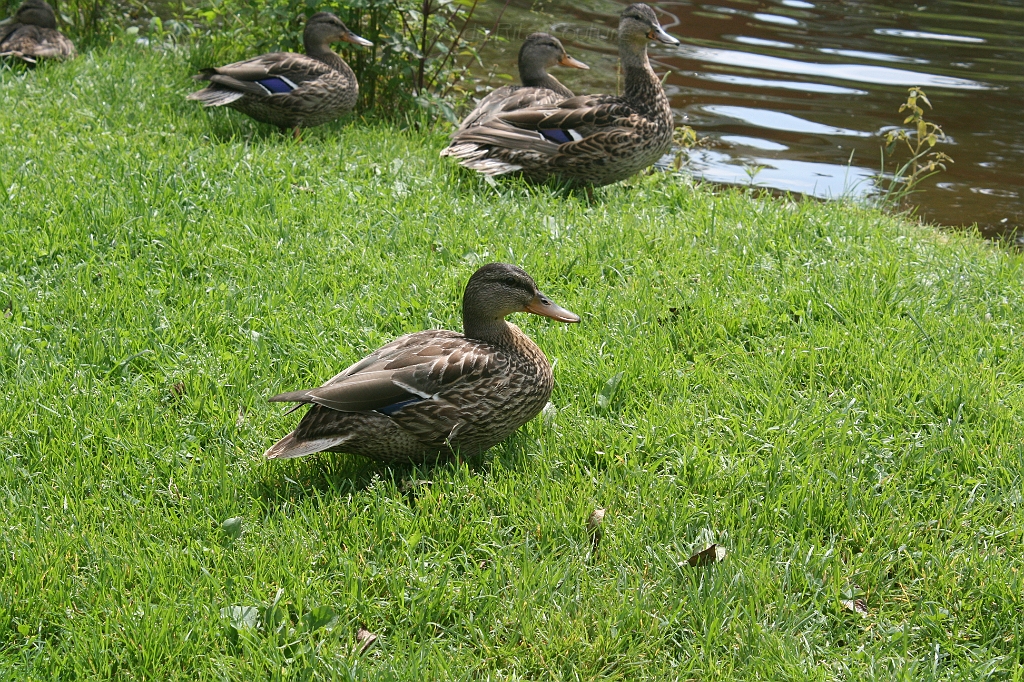 IMG_000123.JPG