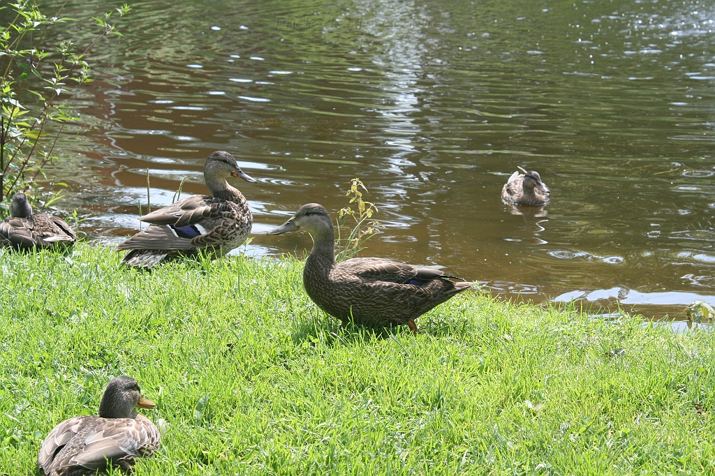 IMG_000130.JPG