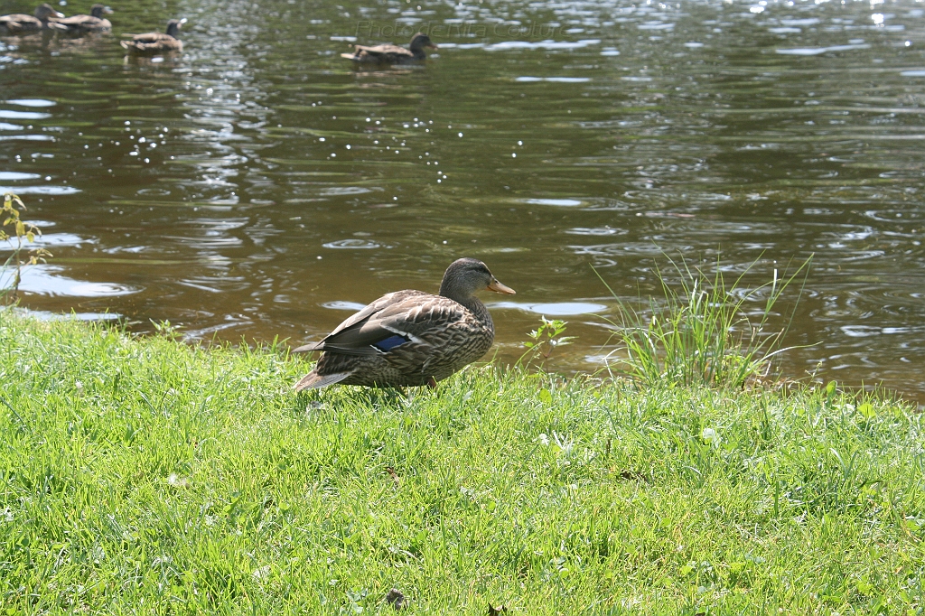IMG_000133.JPG