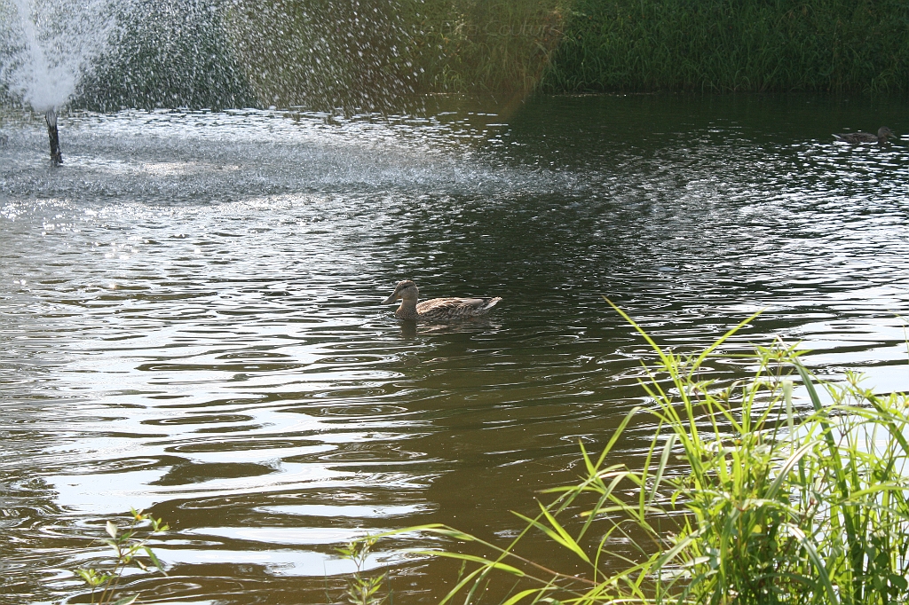 IMG_000185.JPG