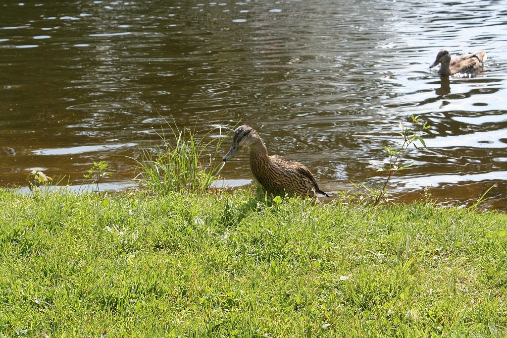 IMG_000203.JPG