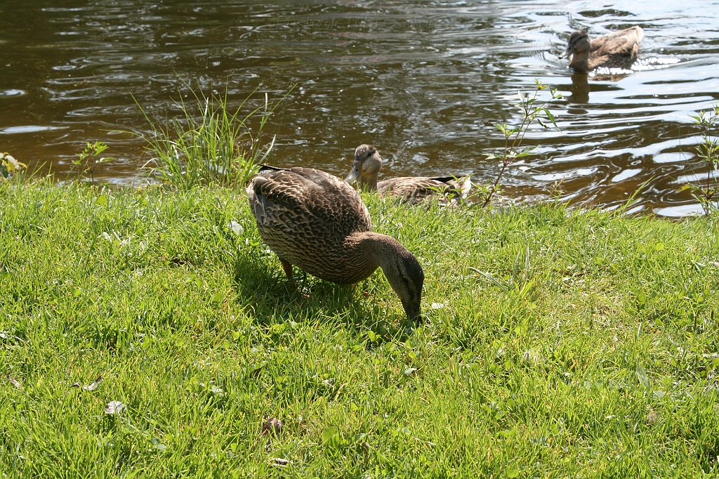 IMG_000207.JPG