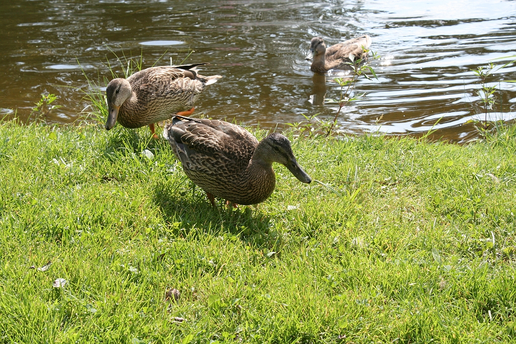 IMG_000208.JPG