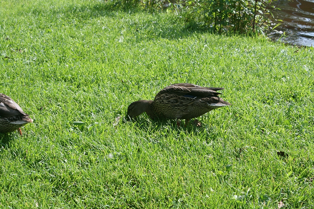 IMG_000220.JPG