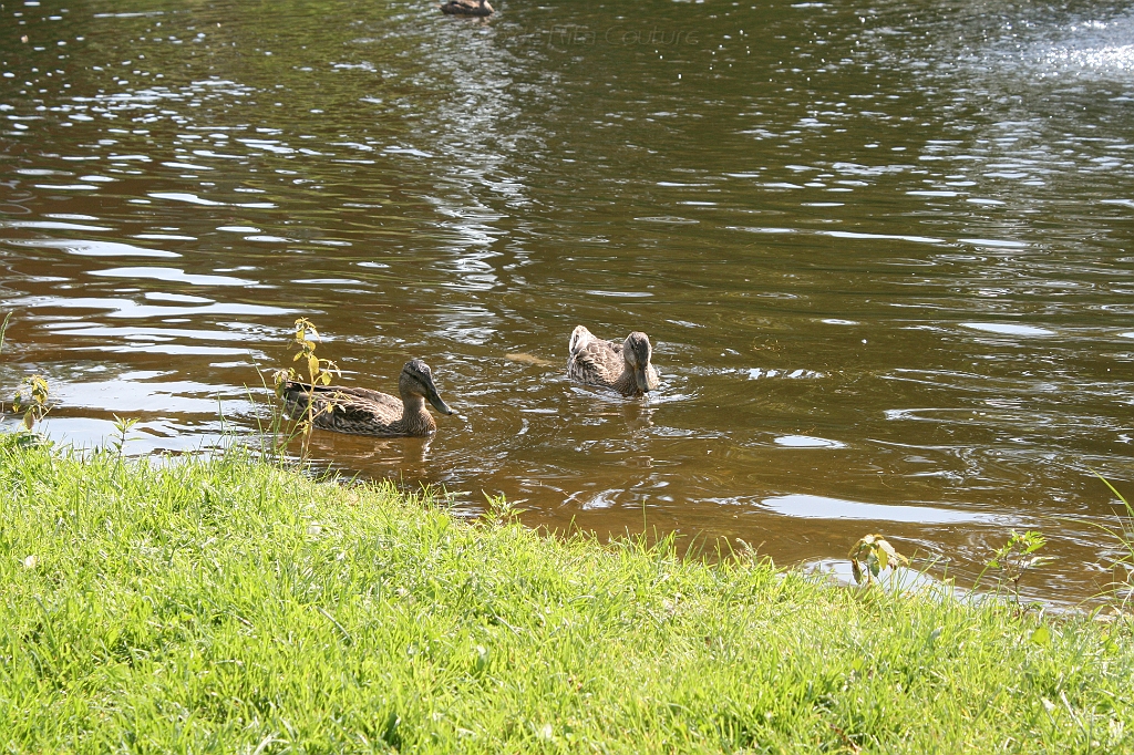 IMG_000240.JPG