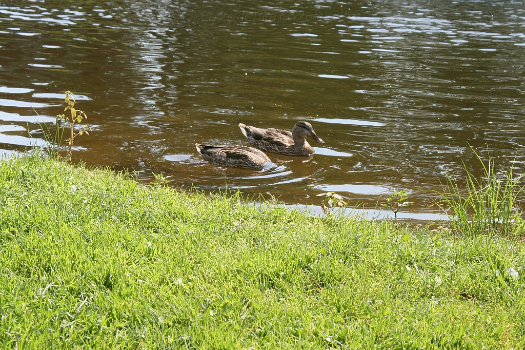 IMG_000243.JPG