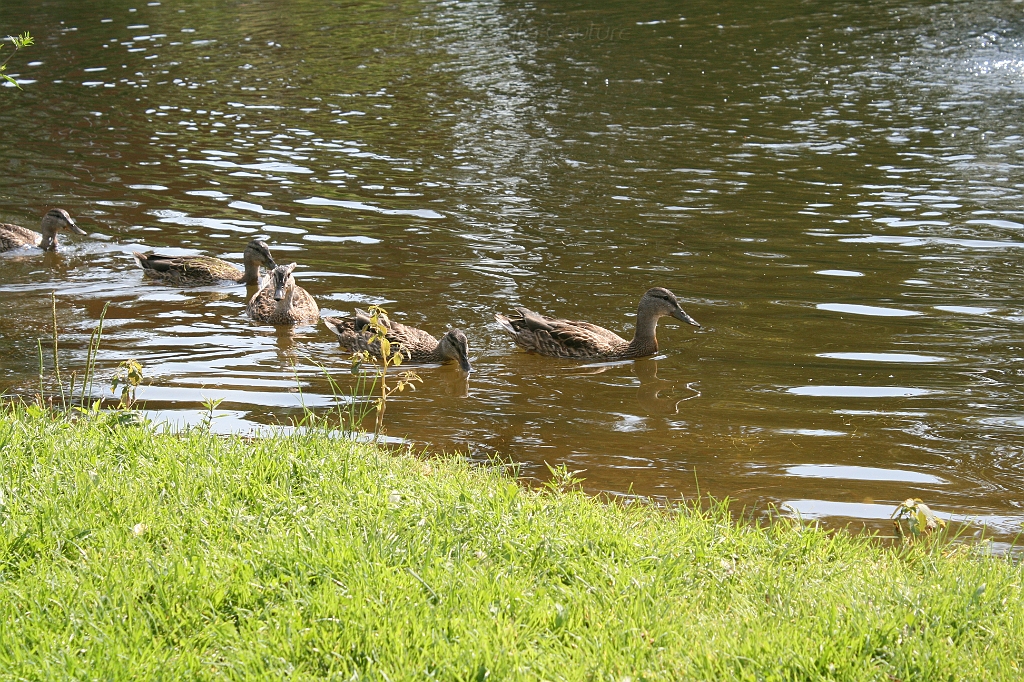 IMG_000248.JPG
