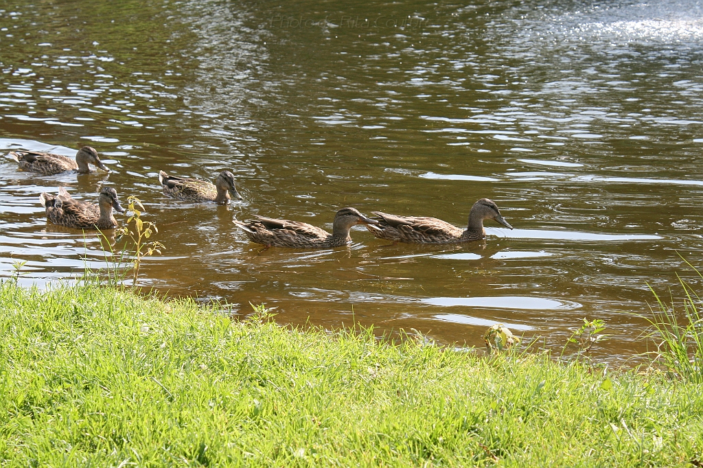 IMG_000249.JPG