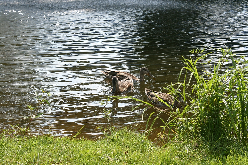 IMG_000252.JPG