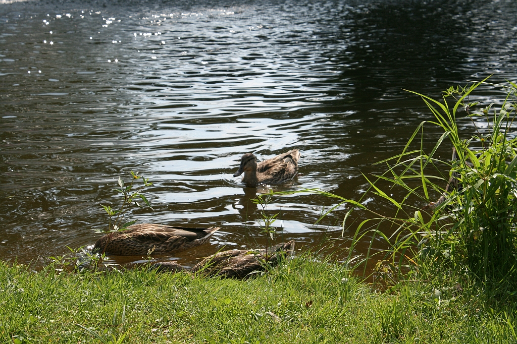 IMG_000255.JPG