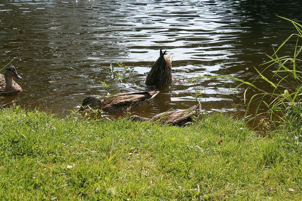 IMG_000256.JPG