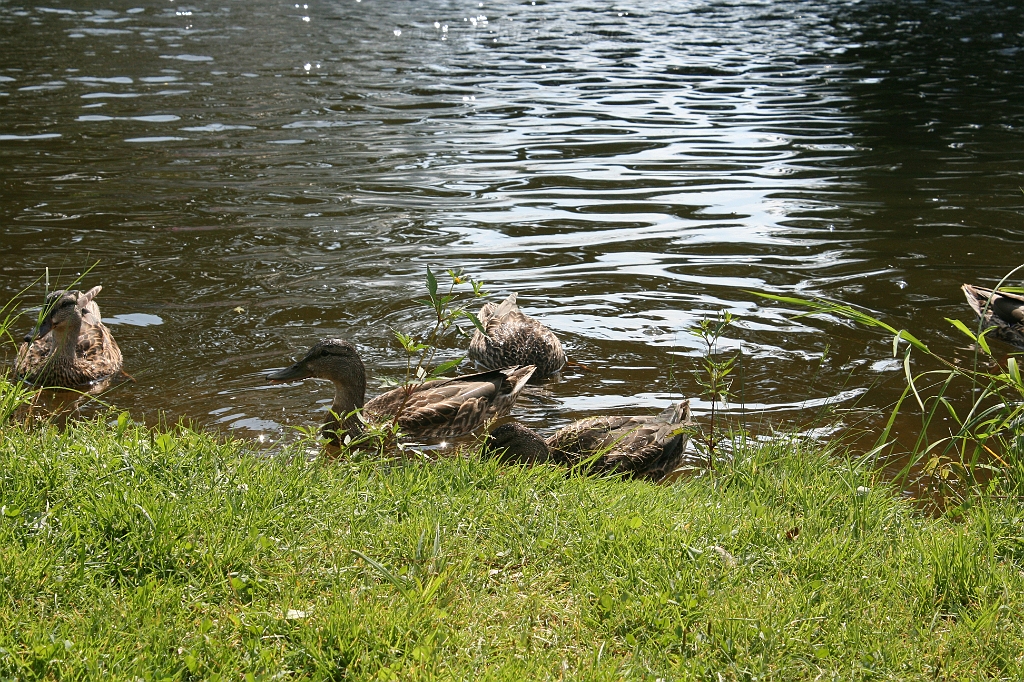 IMG_000257.JPG