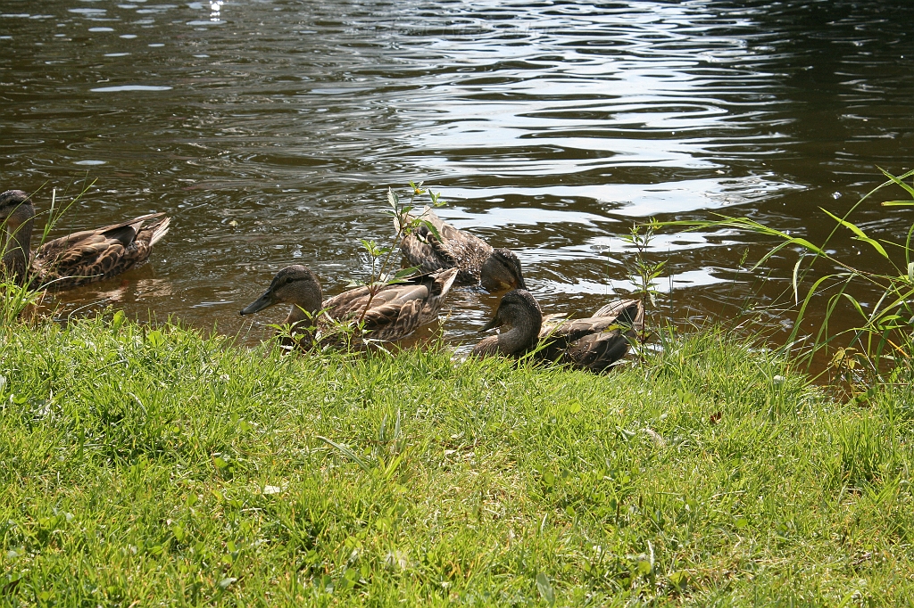 IMG_000258.JPG