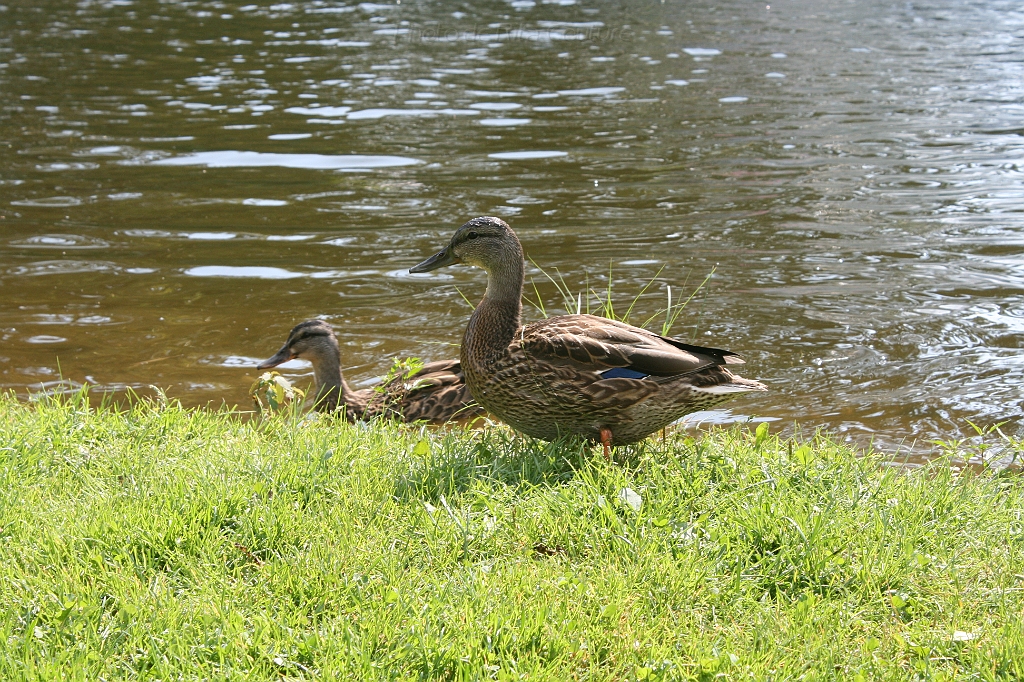 IMG_000260.JPG