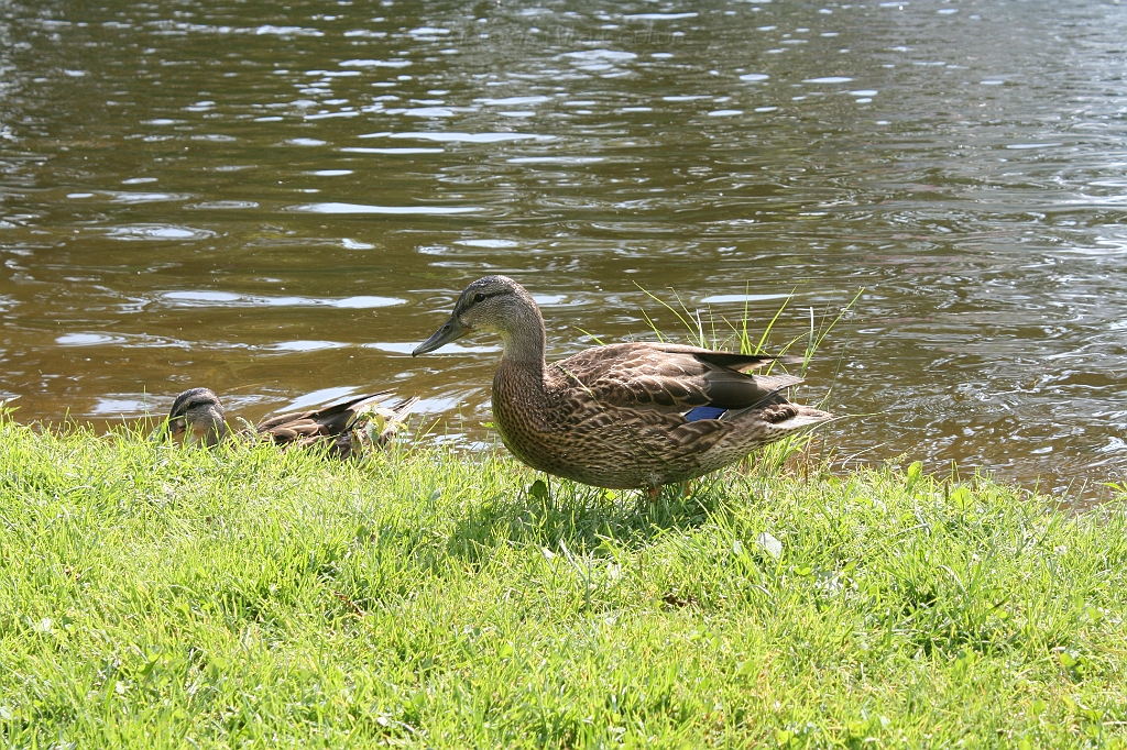IMG_000261.JPG