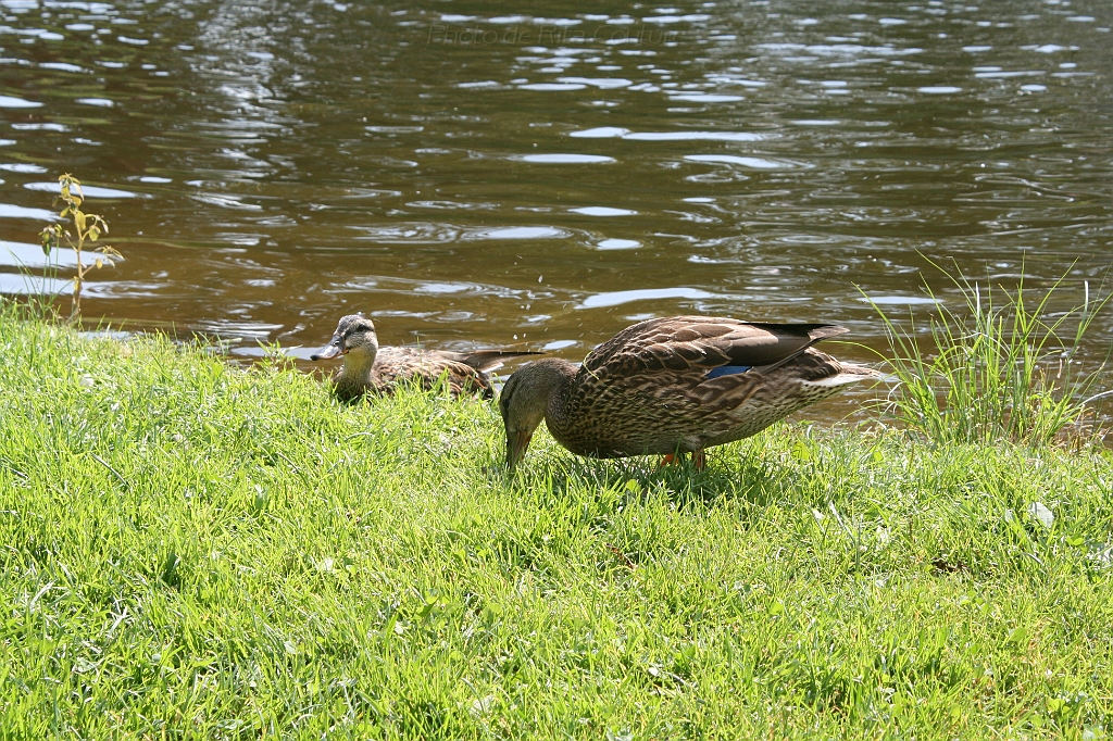 IMG_000262.JPG