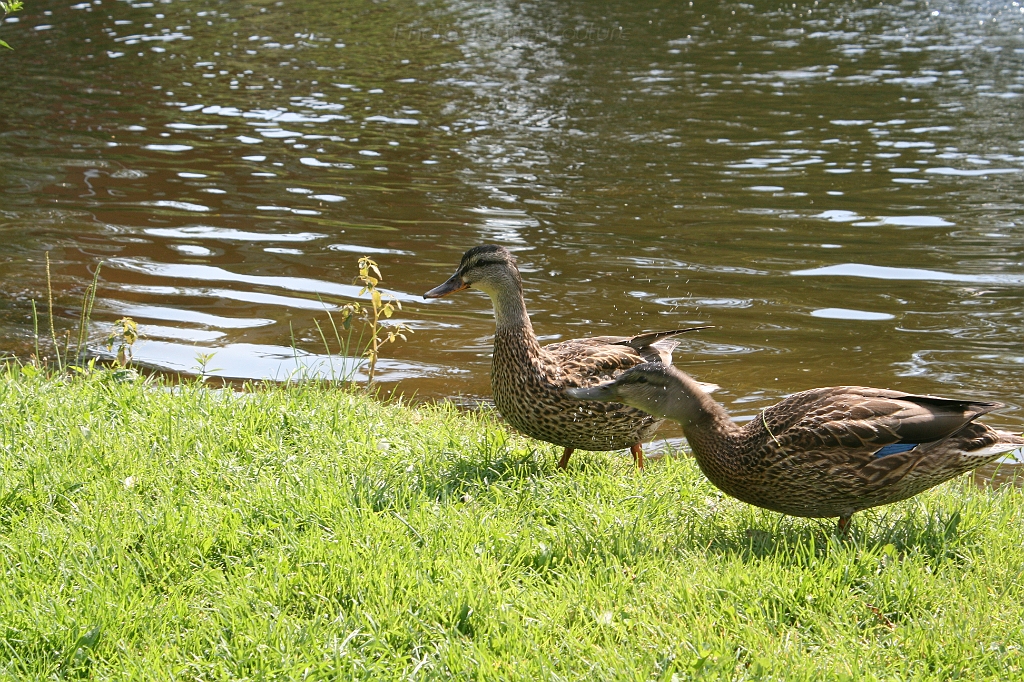 IMG_000263.JPG