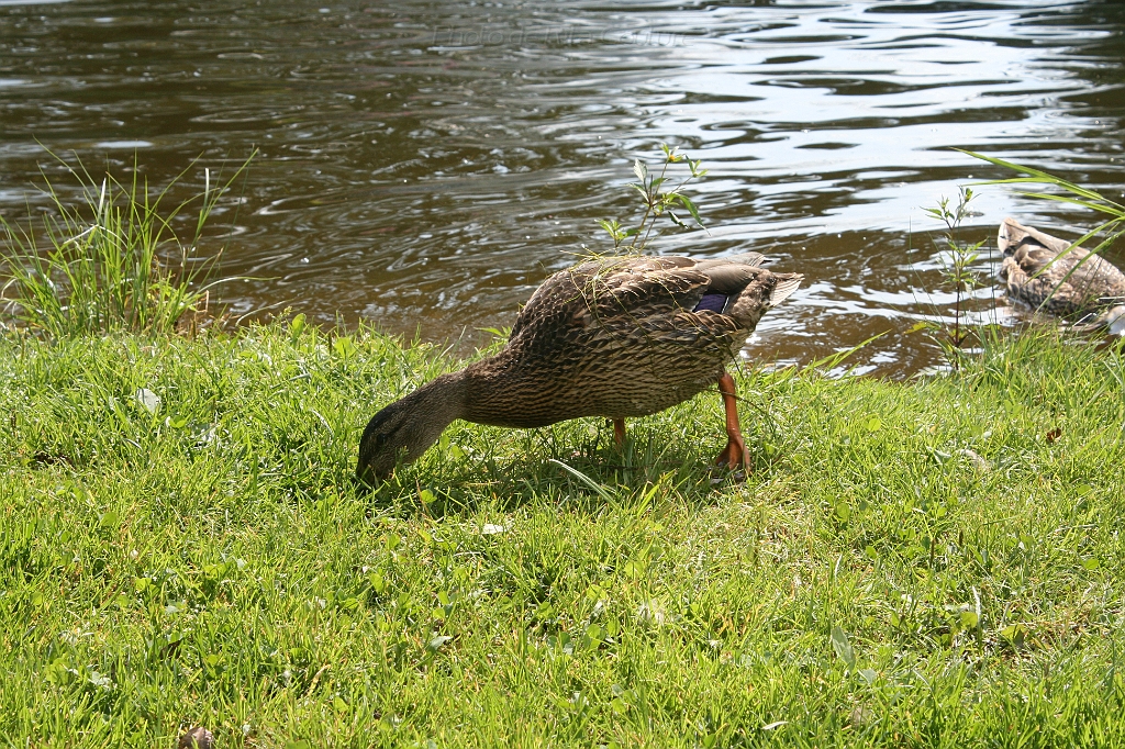 IMG_000266.JPG