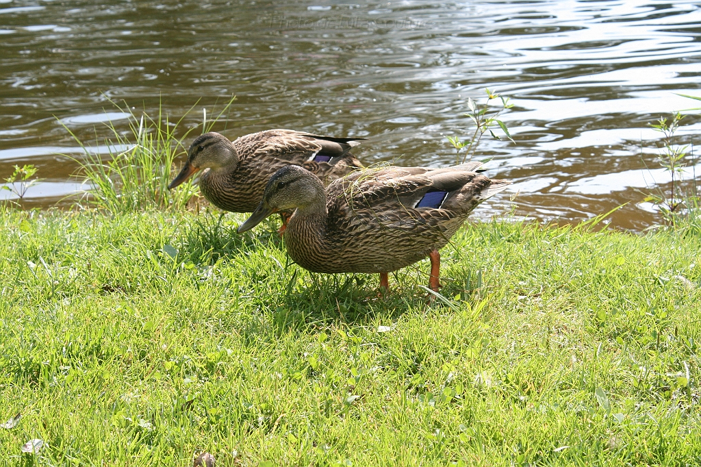 IMG_000268.JPG