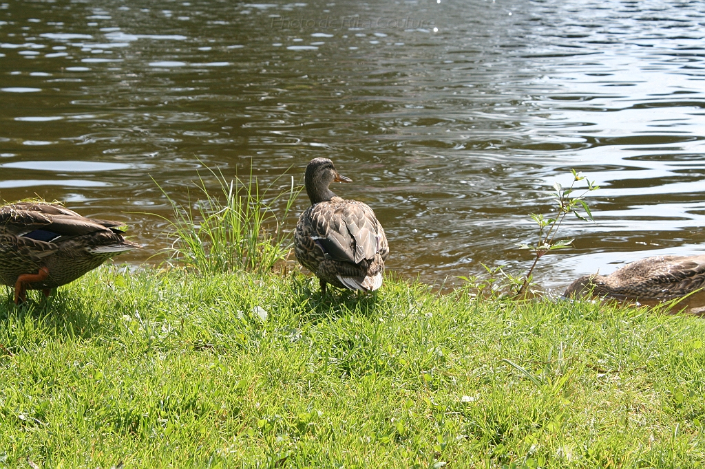 IMG_000271.JPG
