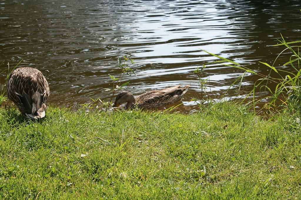 IMG_000272.JPG