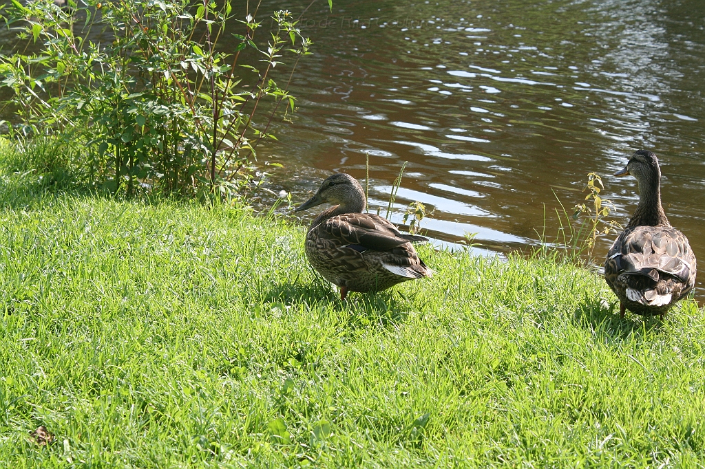IMG_000274.JPG
