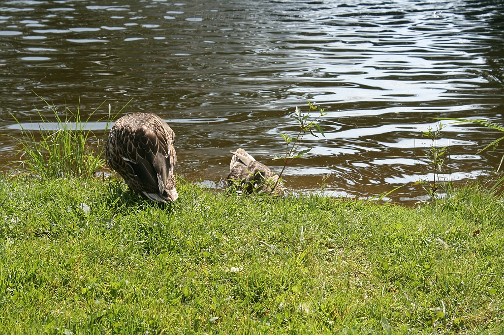 IMG_000277.JPG