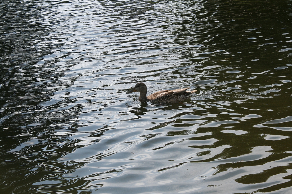 IMG_000290.JPG