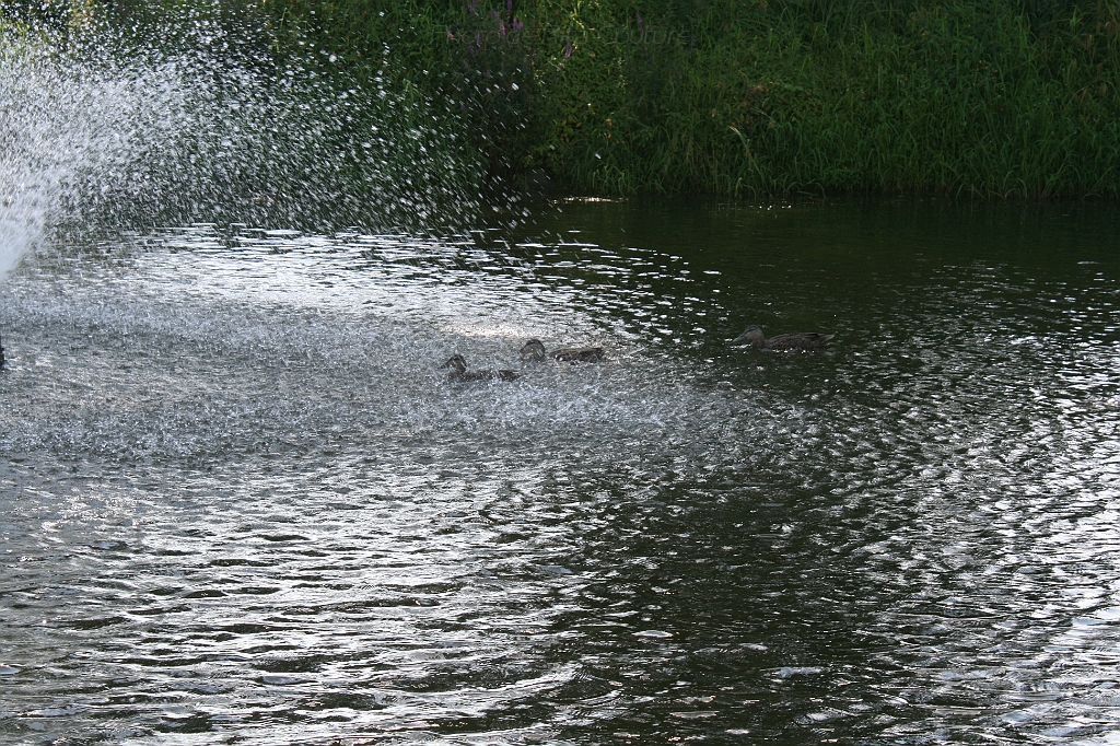 IMG_000293.JPG