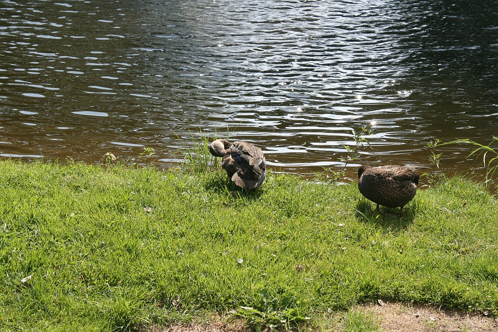 IMG_000313.JPG
